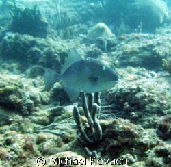 Trigger fish off the beach at Dania by Michael Kovach 